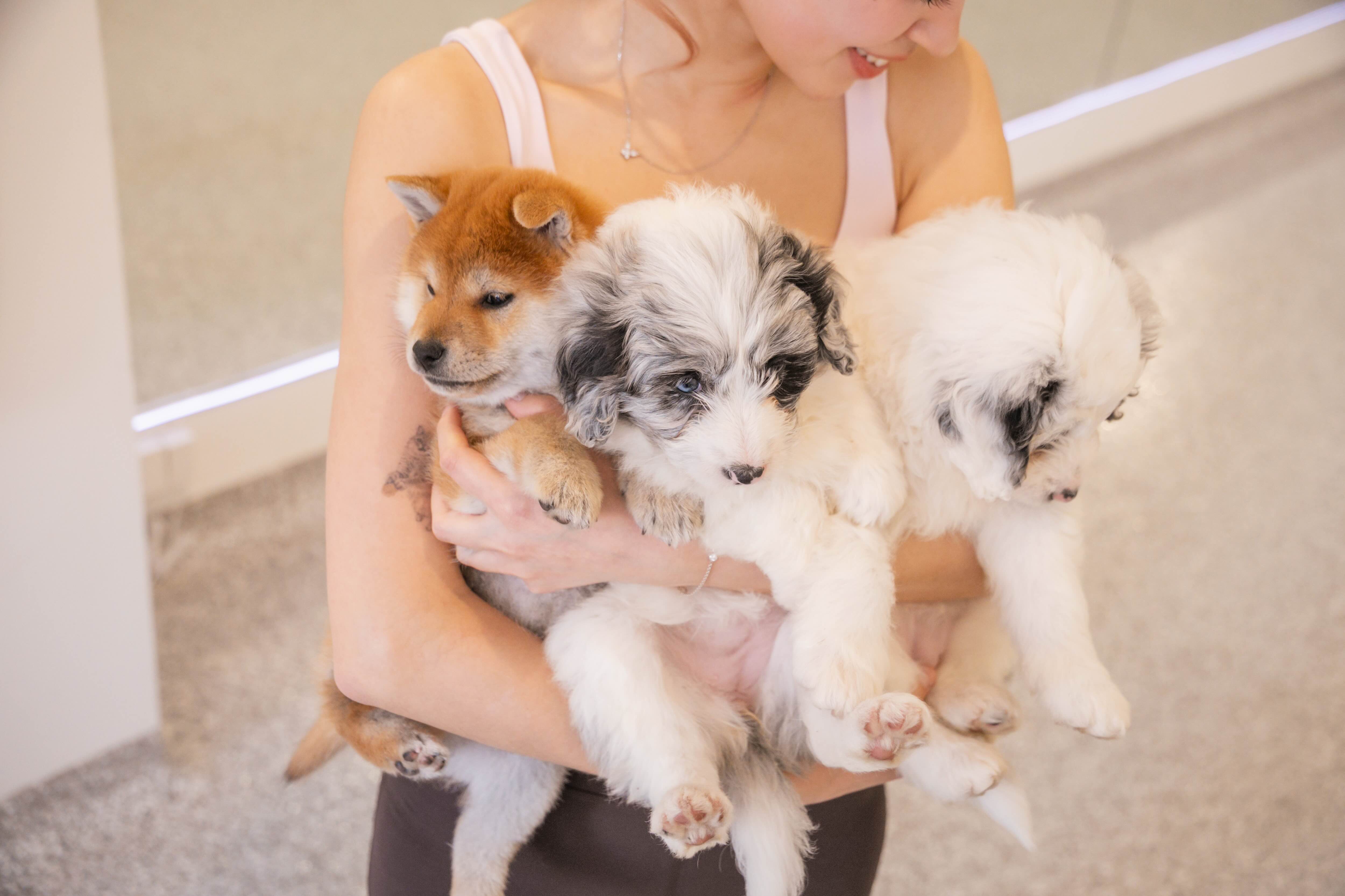 Young adults painting with puppies in an art studio